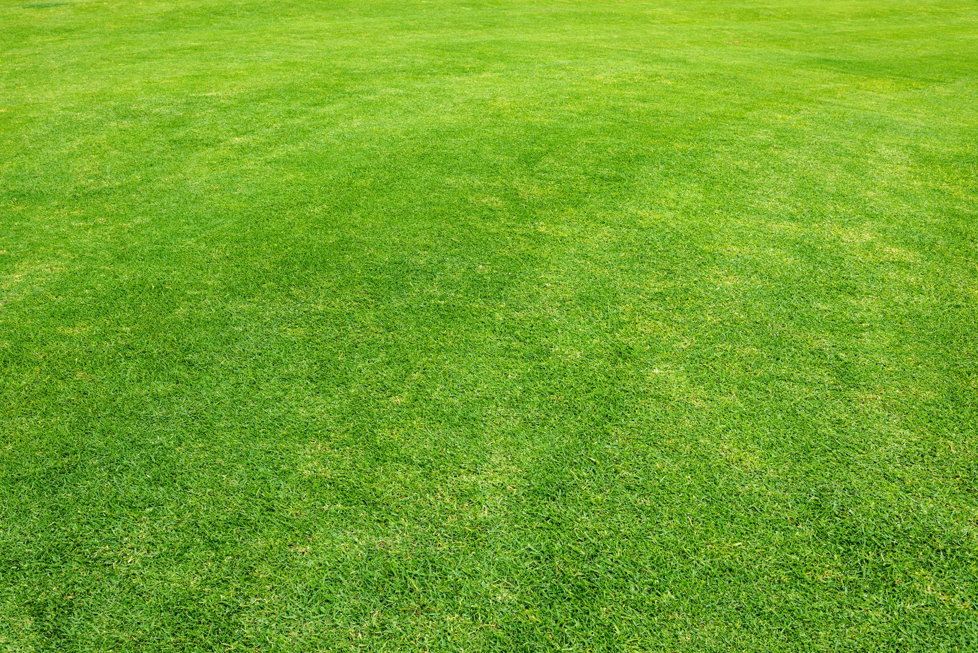 Grass Field